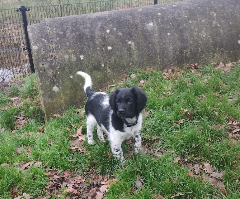 Maak kennis met Koda